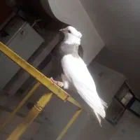 تعدادی رنگی