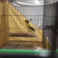 قناری کشیده بلند|پرنده|فولادشهر, C5|دیوار