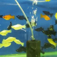 ماهی گیاهخوار و گوشتخوار و فایتر