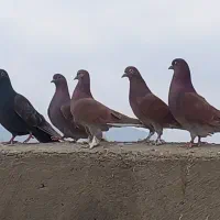 کبوتر نژاد انگلیسی بلند پرواز|پرنده|بهار, |دیوار