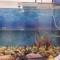 آکواریم بزرگ شیشه ای|ماهی|بوشهر, |دیوار