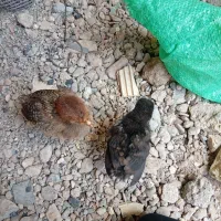 دو عدد جوجه بومی ۱ماه