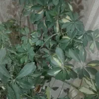 کارکشاورزی خود راب ما بسپارید،کارگرزن ومرد.