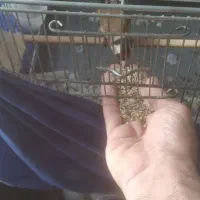 سهره نر|پرنده|ری, دیلمان|دیوار