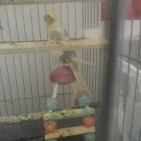 انگشترعروس هلندی کفتر|جواهرات|سبزوار, توحیدشهر|دیوار