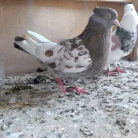 ماده سینه قهوه ای سایز درشت