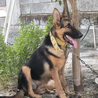 ژرمن اصل ماده|سگ|رودان, |دیوار