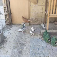 سه تا کفتر درجه یک|پرنده|شیراز, تندگویان|دیوار