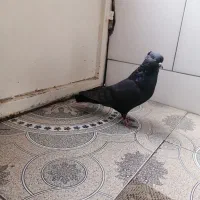 کفتر نر سیاه کاشونی.