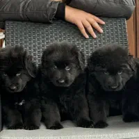 ژرمن|سگ|تهران, پاسداران|دیوار