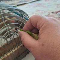 ماده سهره
