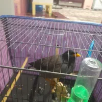 مینا افغان چشم ستاره ای