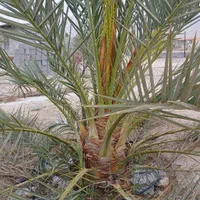 فروش باغ شهری ۱۰۰۰متر|فروش خانه و ویلا|لار, |دیوار