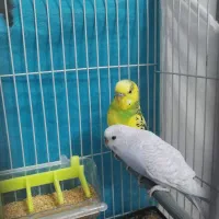 یک جفت مرغ عشق و یک جفت فنچ