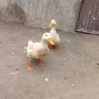 اردک سفید سالم