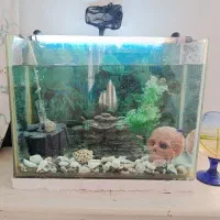 آکواریوم با نشطی بکار کسی میاد ارزون میدم