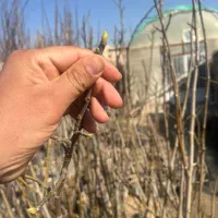 نهال انجیر زرد عسلی استهبان ۳ ساله