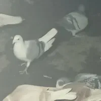 کفترپشت گراف اصل ذات دار پاک پاک|پرنده|مشهد, نیزه|دیوار