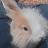 خرگوش از نژاد لوپ