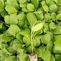 انواع نشا|خدمات باغبانی و درختکاری|سنندج, |دیوار