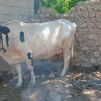 گاو دو رگه داشتی