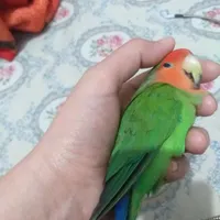 طوطی برزیلی سبز ده میلیون مژدگانی