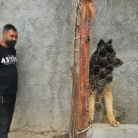 German work line|سگ|تهران, تهرانپارس غربی|دیوار