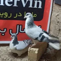 کفتر رنگی دورگ سرور خوشرنگ سبز کبود یقه بسته طوقی