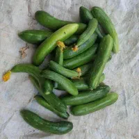خیار رویال مخصوص خیار شور با اب چاه|خوردنی و آشامیدنی|تهران, هفده شهریور|دیوار