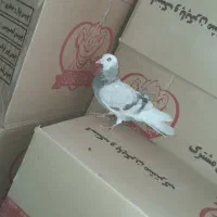 کبوتر|پرنده|چگنی, |دیوار