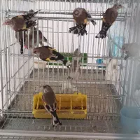 سهره نر و ماده|پرنده|اصفهان, پزوه|دیوار