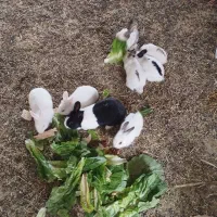 خرگوش خانگی