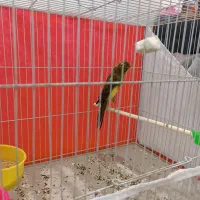 قناری نر رسمی بلند