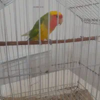 پرنده