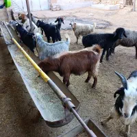 20راس کهره نر پروار