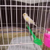 موزائیکی پرتقالی وسرخ