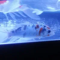 ماهی کوی سوپرباله|ماهی|اراک, |دیوار