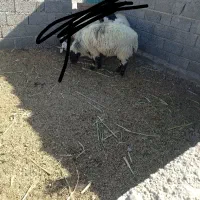 گوراند لتکی|حیوانات مزرعه|مهرستان, |دیوار