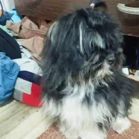 سگ شیتوز  نر