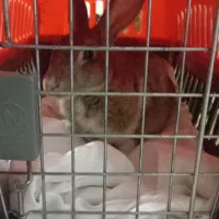 خرگوش ماده با تعدادی بچه