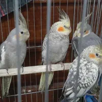 عروس هلندی گل باقالی ۲ ماهه