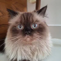 واگذاری گربه نژاد دار