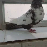 کبوتر. ماده دمبی درشت .فسا..