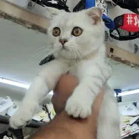 گربه بریتیش ،اسکاتیش رنگ سیلور
