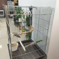 طوطی برزیلی|پرنده|شهریار, شهریار|دیوار