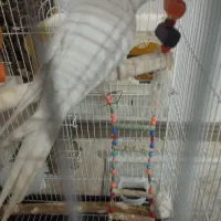 عروس هلندی آلبینو|پرنده|همدان, |دیوار