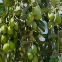 زیتون کنسروالیا