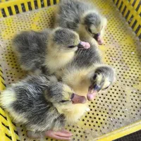 جوجه غاز خروس مشککی نیمچه مرغ