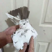 کبوتر|پرنده|تویسرکان, |دیوار