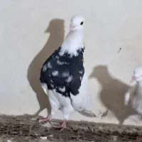 طوق کرمانی|پرنده|سی‌سخت, |دیوار